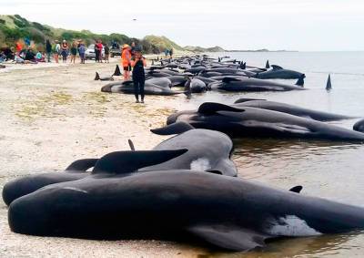 Более 400 дельфинов-гринд выбросились на берег в Новой Зеландии