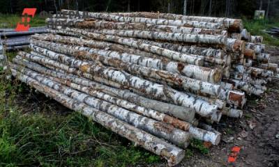 Экс-директор свердловского парка заплатит три миллиарда за рубку деревьев