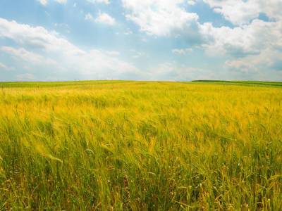 Министр агрополитики рассказал, как будет расти цена на землю в Украине