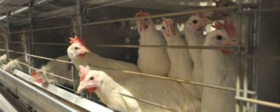 «Коченевская птицефабрика» в НСО временно приостановила работу
