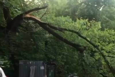 Во дворе на улице Дзержинского в Рязани рухнуло дерево