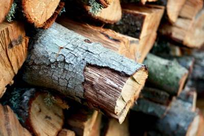 КГК проведет "горячую линию" по установлению фактов незаконной заготовки древесины