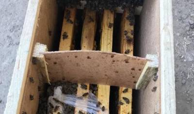 «Укрпошта» прекратила доставку пчел