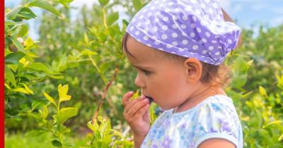 Как уберечь ребенка на даче: опасные цветы и растения, которые лучше не сажать