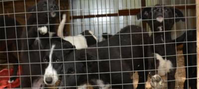 Волонтеры в Карелии ищут дом для 50 собак и 25 кошек