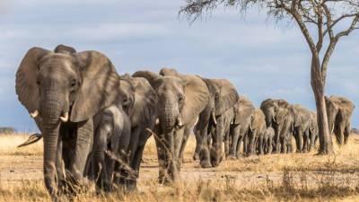 Названы причины массового вымирания слонов
