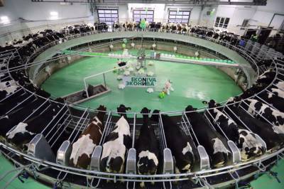 Рязанская область наращивает производство молока