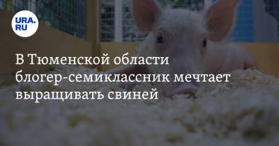В Тюменской области блогер-семиклассник мечтает выращивать свиней. Видео