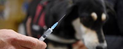 В Раменском округе проводится вакцинация домашних животных
