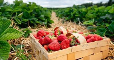 42 клубничных поля в Латвии, где можно собрать ягоды своими собственными руками