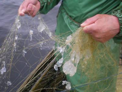 Международные эксперты призывают запретить вылов палтуса у берегов Камчатки
