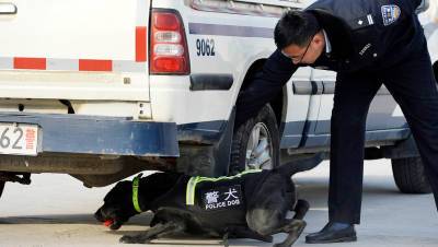 Полиция Китая отдаст в добрые руки «робких» собак, не прошедших служебную подготовку