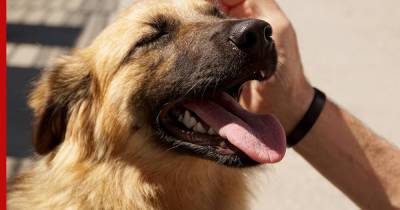 Как самостоятельно воспитать послушную собаку: топ-5 советов