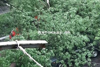 В Курске сильнейший ливень с ураганным ветром повалил деревья