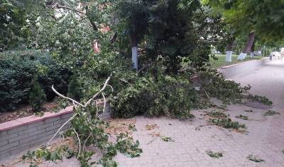 В Уфе сильный ливень повалил деревья на автомобили и сорвал линии электропередач
