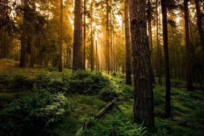 Жителям Тверской области напомнили, как вести себя в лесу