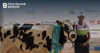 В Татарстане впервые прошел конкурс красоты среди коров