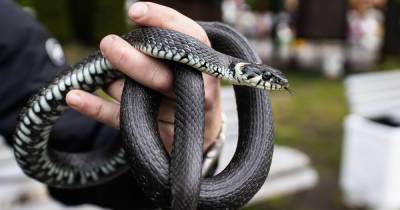 В Правдинском районе жители жалуются на нападения ядовитых змей