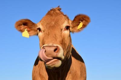 Исследование: бактерии внутри коровы могут расщеплять пластик и мира