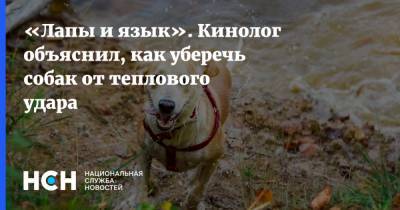 «Лапы и язык». Кинолог объяснил, как уберечь собак от теплового удара - nsn.fm - Россия