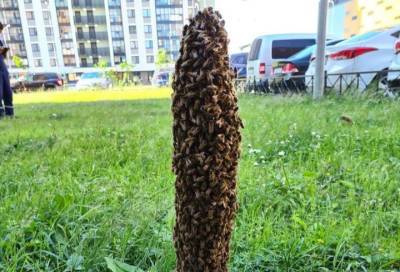 Жужжащий Лахта-центр: петербургские пчелы построили собственный «небоскреб» во дворе жилого комплекса