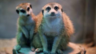 Животные в зоопарке Ижевска не пострадали от выброса хлора