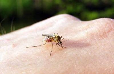 11 народных способов, как перестать кормить комаров на улице