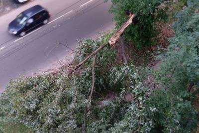 В Курске деревья падают на машины и провода из-за сильного ветра