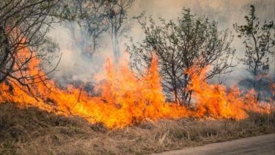 Пламя вплотную: как добровольцы и спасатели отбивают от огня поселок в Карелии?
