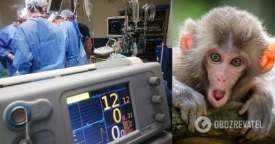 В Китае человек впервые умер от вируса обезьян