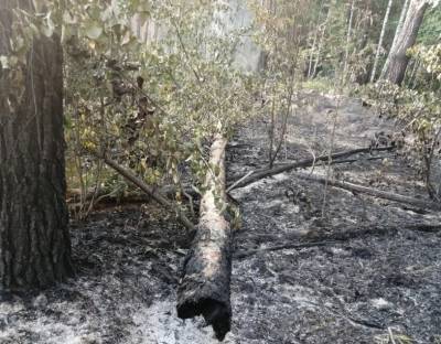 Из-за неосторожного обращения с огнём в регионе произошло 37 лесных пожаров
