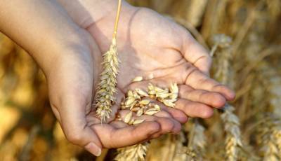 Производителям напомнили о требованиях при выпуске в обращение зерна и продуктов его переработки