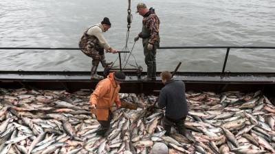 3 тысячи тонн лососей добыто в Сахалинской области