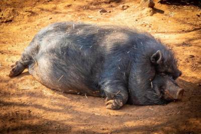 Исследование: дикие свиньи в мире производят столько же CO2, сколько 1,1 млн автомобилей