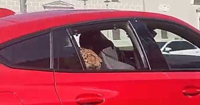 Леопарда прокатили в автомобиле в центре Москвы