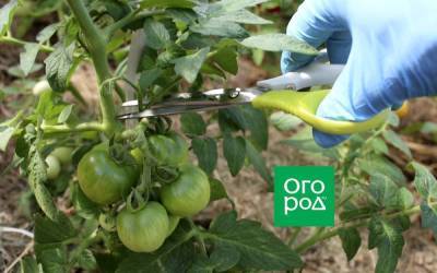 Формирование и обработка томатов в жару: как не остаться без урожая