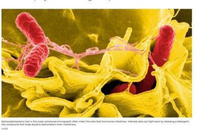 Science: неиммунные клетки человека производят мыло против бактерий