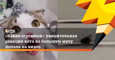 «Какая огромная»: уморительная реакция кота на большую муху попала на видео