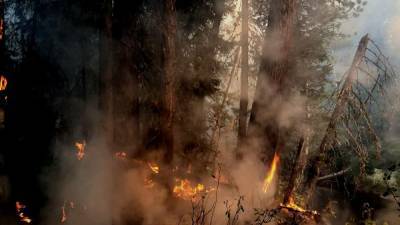 В ХМАО снизилась площадь лесных пожаров, но увеличилось число горящих районов
