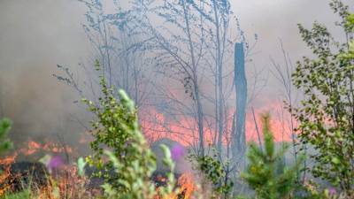 В одном из районов Приангарья ввели режим ЧС из-за лесных пожаров - russian.rt.com - Иркутская обл. - район Приангарья