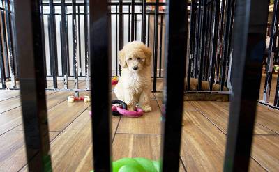 В России предлагают запретить продажу животных в зоомагазинах