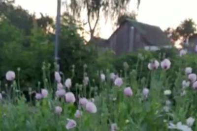 Брянские полицейские обнаружили 42 очага растущих наркосодержащих растений