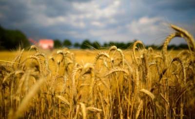 Экспорт зерновых из Украины в нынешнем сезоне достиг 1 млн тонн