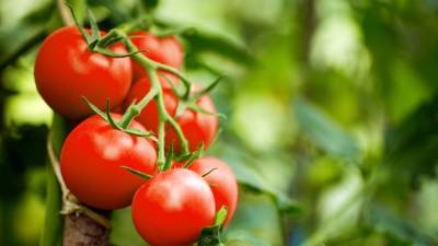 У помидоров выявили зачатки нервной системы