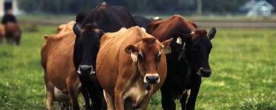 В ХМАО у крупного рогатого скота выявили вспышку лептоспироза