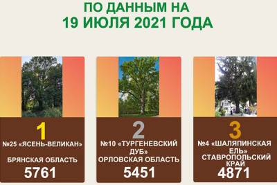 Брянский «ясень-великан» лидирует в конкурсе «Российское дерево года 2021»