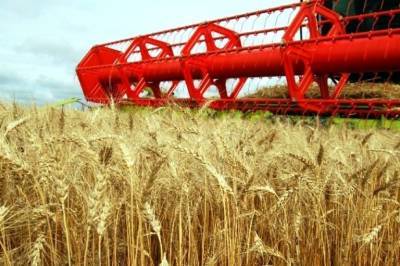 Аграрии региона намолотили почти 300 тысяч тонн зерна