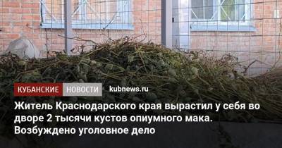 Житель Краснодарского края вырастил у себя во дворе 2 тысячи кустов опиумного мака. Возбуждено уголовное дело