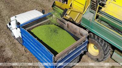 Более 500 т зеленого горошка заготовили в Быховском районе