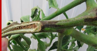 Трещины на стеблях помидоров: почему они появляются и как помочь растениям